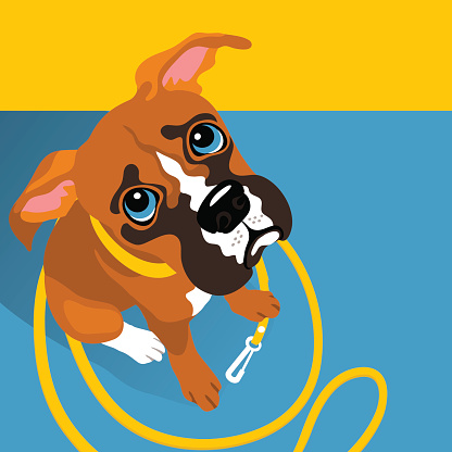vector illustration of cute Boxer puppy with leash with space for text. For posters, cards, banners.