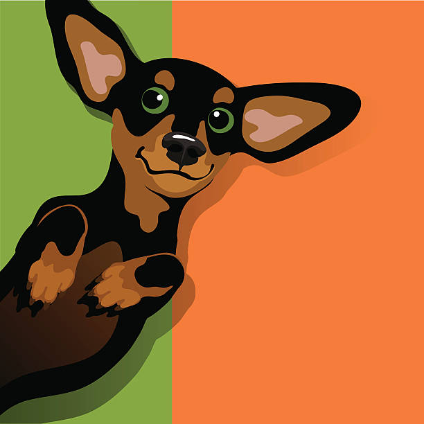 Illustration of a happy playful Dachshund Illustration of a happy playful black and tan Dachshund on his back. Space for text. For posters, cards, banners. funny ear stock illustrations