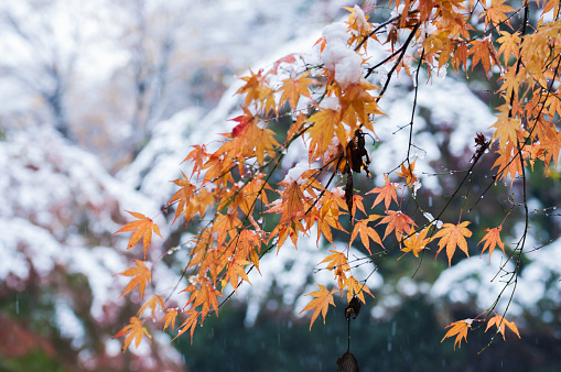 Tree with red leaves covered with snow in the front yard of a house, Hopkins, Michigan, USA