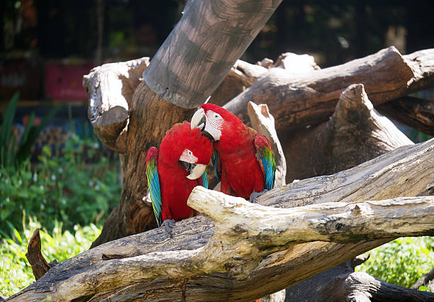 istock Couple of macaws in romance scene. 625957260