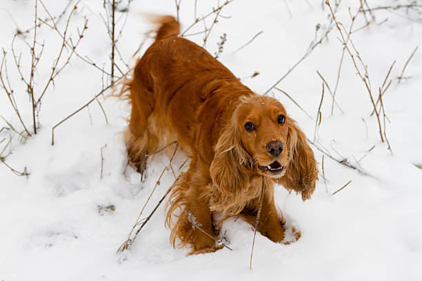 istock English Cocker Spaniel in the snow 625957296