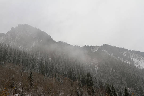 istock fog over the forest in the mountains 625957736