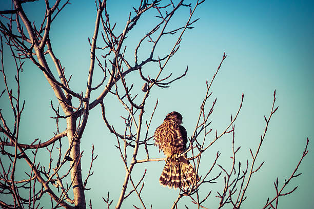 istock Merlin falcon on a branch 625958048