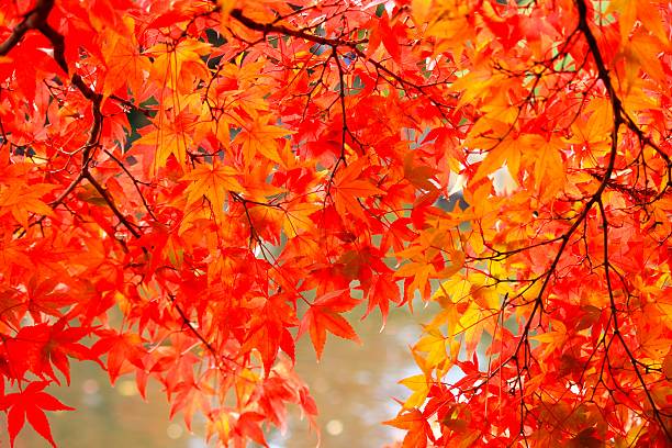 istock Autumn Leaves in Yamagata Japan 625958576