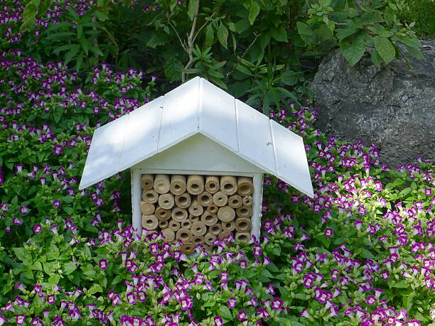 istock Purple Flower garden 625959158
