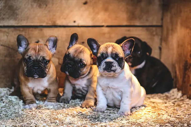 Four cute French Bulldogs puppies sitting in their dog house.