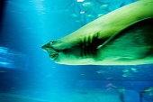 shark.jpg?b=1&s=170x170&k=20&c=Zou4ASqPEuZyvzoCzmUKl08JlPT243A6bl-xT5n-Gdo=