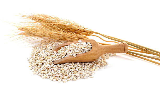 istock Barley grains isolated on white background. 625969706