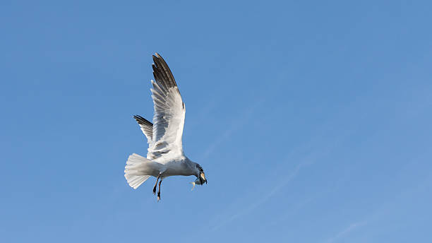 istock Laughing Gull Flying, With Fish, Tavernier, Key Largo, Florida 625972602