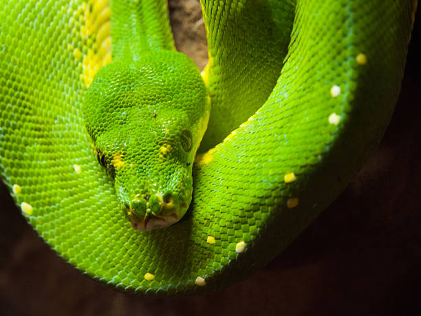 African Python Snake Tree 60+ Wicked African Snake Stock Photos, Pictures & Royalty-Free Images ...