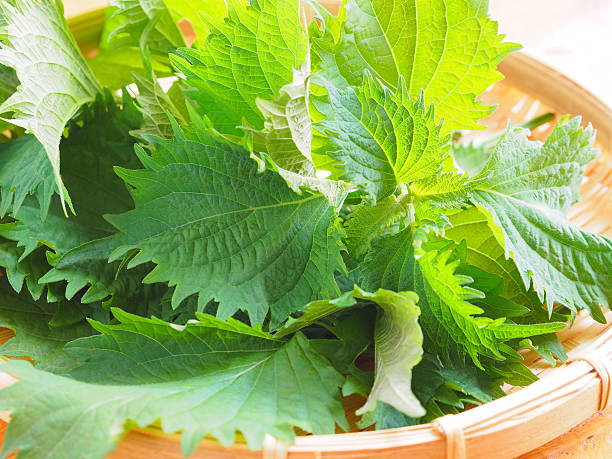 perilla (basilic japonais) - shiso photos et images de collection