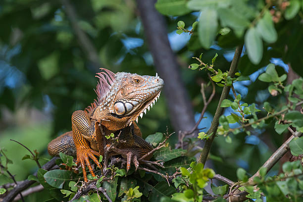 istock Green Iguana, Tavernier, Key Largo, Florida 625974506