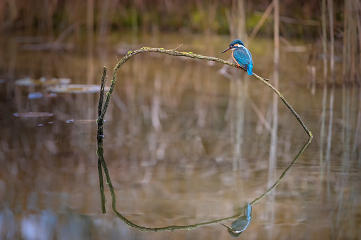 Kingfisher posing on branch and reflected in the water