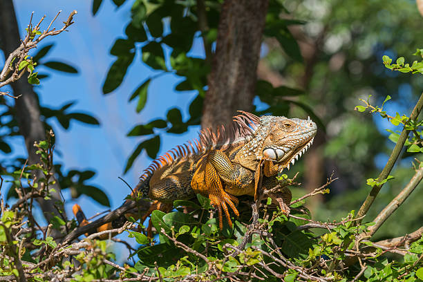 istock Green Iguana, Tavernier, Key Largo, Florida 625974896