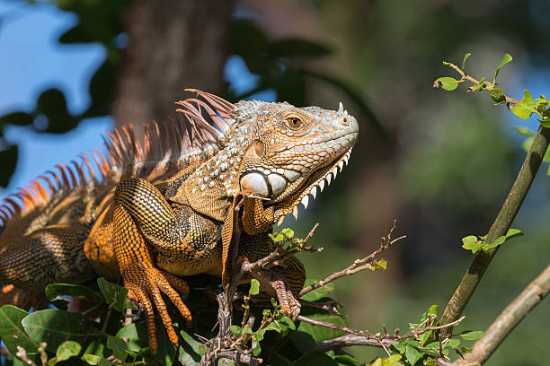 istock Green Iguana, Tavernier, Key Largo, Florida 625975198