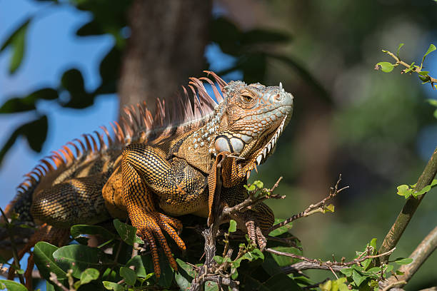 istock Green Iguana, Tavernier, Key Largo, Florida 625975498