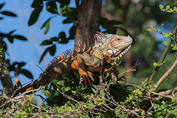 istock Green Iguana, Tavernier, Key Largo, Florida 625976664