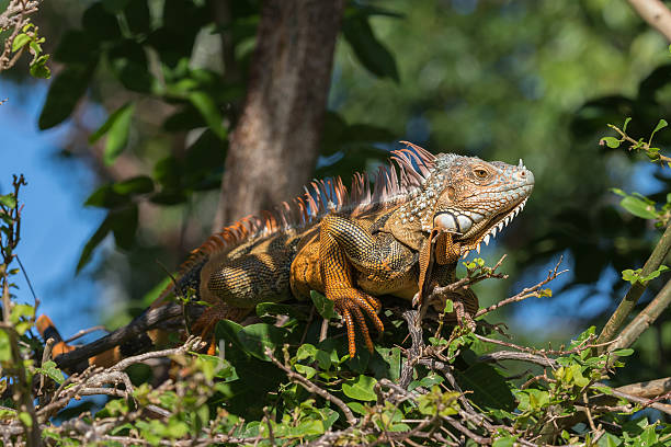 istock Green Iguana, Tavernier, Key Largo, Florida 625976760