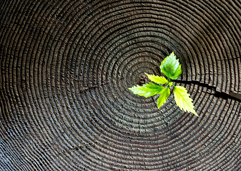 Young green plant seedling grow from old tree stump.