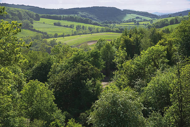 istock forest of dean gloucestershire uk 625977356