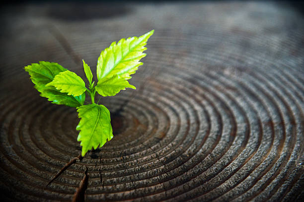 młody uprawy roślin z stary kikut - nature spring concepts ideas zdjęcia i obrazy z banku zdjęć