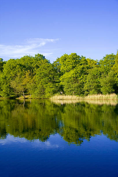istock forest of dean gloucestershire uk 625978374
