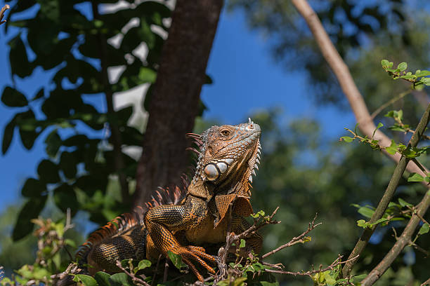 istock Green Iguana, Tavernier, Key Largo, Florida 625982848