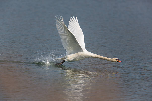 Free picture: take off, swan, bird, water level, river, water, lake ...