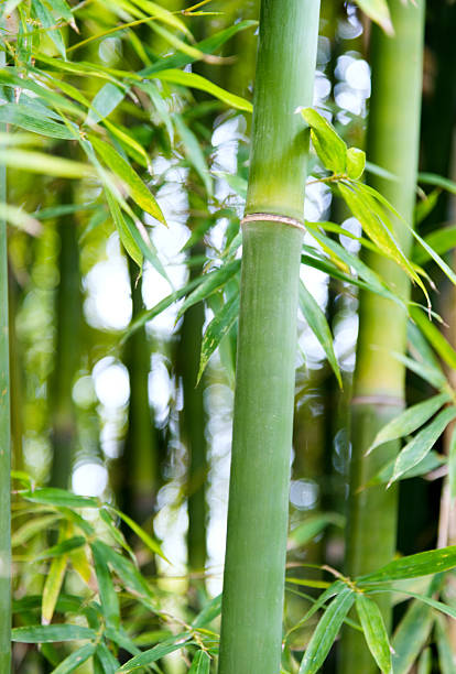 istock Closeup of green bamboo trees 625985706