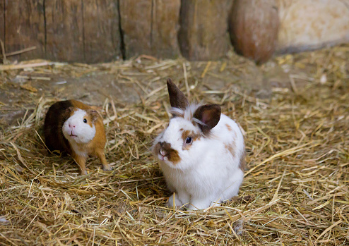 Decorative rabbits look adorable. These animals are very small in size, strong, petite little body and short legs.