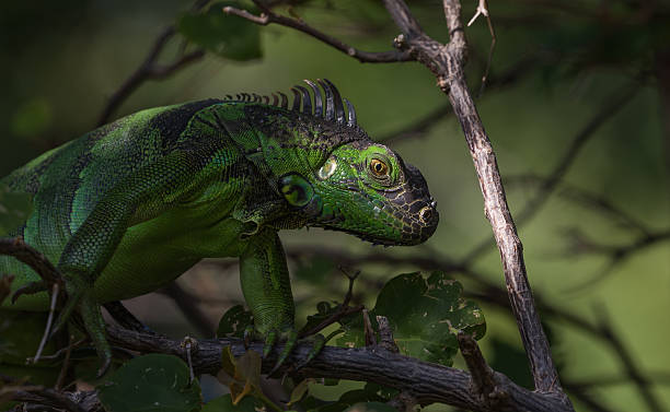 istock Green Iguana, Tavernier, Key Largo, Florida 625985802