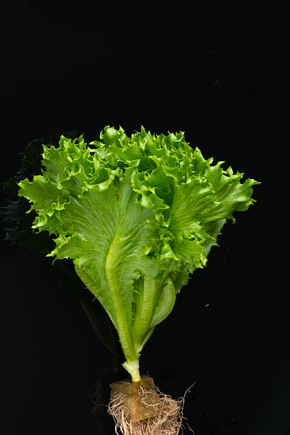 istock Close up Frillice Iceberg on black 625988116