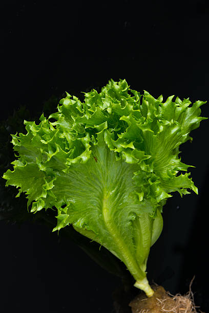istock Close up Frillice Iceberg on black 625988546