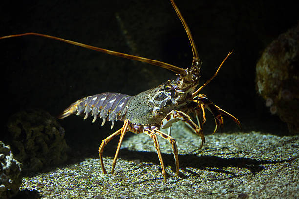 Common spiny lobster (Palinurus elephas). Common spiny lobster (Palinurus elephas), also known as the Mediterranean lobster. decapoda stock pictures, royalty-free photos & images