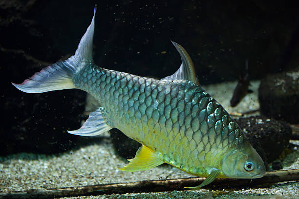 60+ Java Barb Barbonymus Gonionotus Stock Photos, Pictures & Royalty ...
