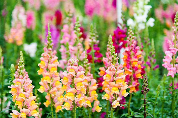istock Snapdragon flowers in a garden 625989148