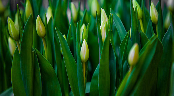 Green tulip buds on nature
