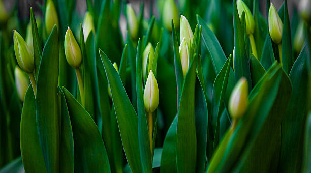зеленые почки тюльпана на природе - bud flower tulip flowers стоковые фото и изображения