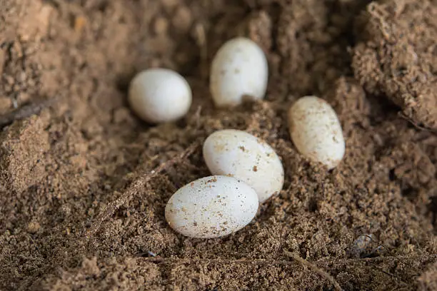 Photo of lizard eggs