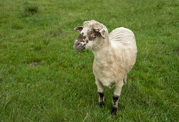 istock Sheep grazing on a meadow, on a cloudy day 625991722