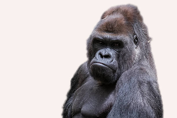 Adult male gorilla back silver stock photo