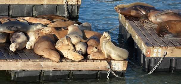 Male sea lion in the port of Mar del Plata, Buenos Aires.​