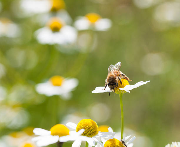 istock bees on camomille flower 625997694