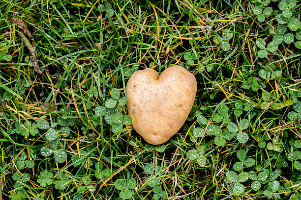 istock Heart shaped potato on green grass background 625998004