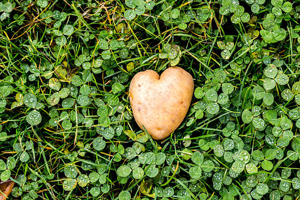 istock Heart shaped potato on green grass background 625998848