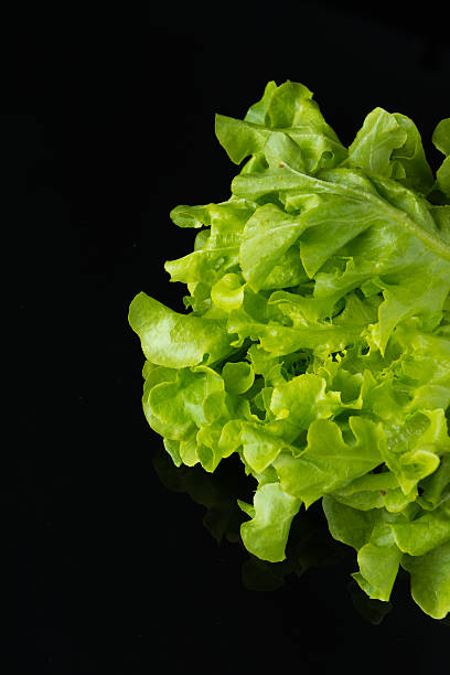 istock Close up Green Oak on black 626000276