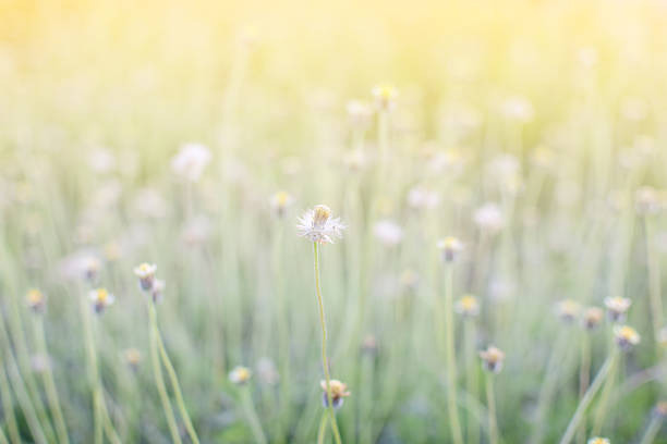 istock De-focus grass flower on the meadow at sunlight nature spring 626000900