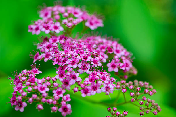 istock Beautiful flowers for cards and greetings . 626001522