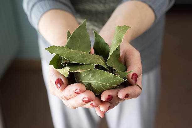 ローレルの葉 - bay leaf ストックフォトと画像