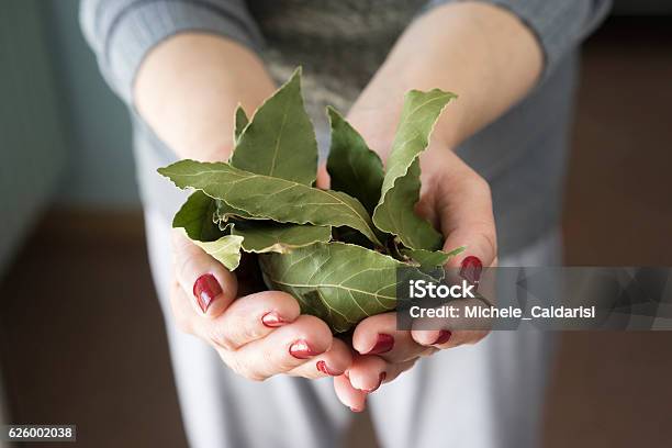 Laurel Leaves Stock Photo - Download Image Now - Bay Leaf, Leaf, Spice